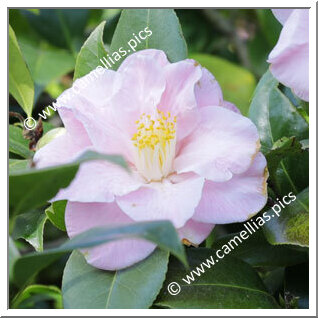 Camellia Japonica 'Laurie Bray'