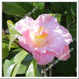 Camellia Japonica 'Laurie Bray'