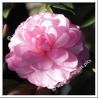 Camellia Hybride C.x williamsii 'Lavender Swirl'