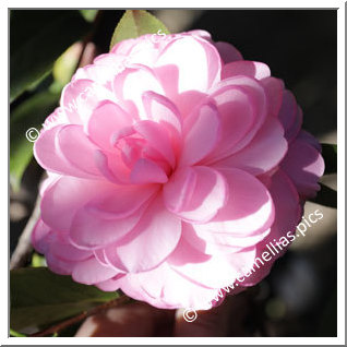Camellia Hybride C.x williamsii 'Lavender Swirl'