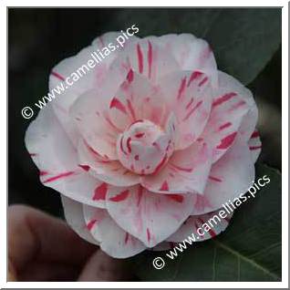 Camellia Japonica 'Lavinia Maggi'