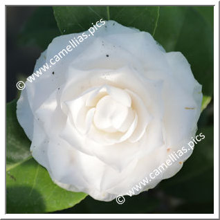 Camellia Japonica 'Lavinia Maggi Alba'