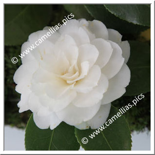 Camellia Japonica 'Lavinia Maggi Alba'