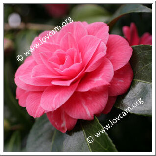 Camellia Japonica 'L'Avvenire'