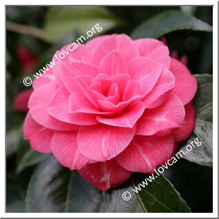 Camellia Japonica 'L'Avvenire'