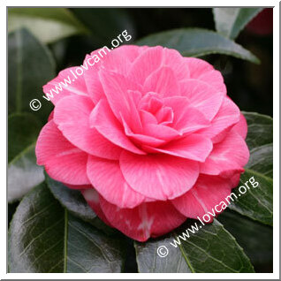 Camellia Japonica 'L'Avvenire'
