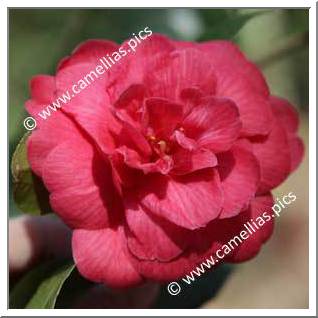 Camellia Japonica 'Lawrence Walker'