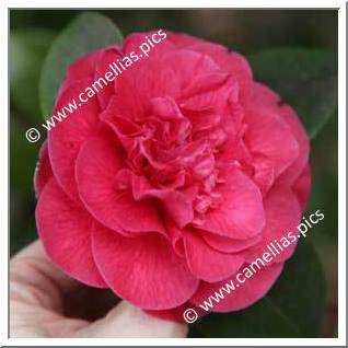Camellia Japonica 'Lazetta'