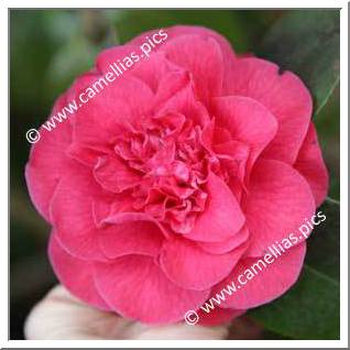 Camellia Japonica 'Lazetta'