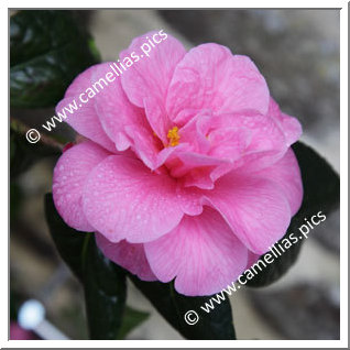 Camellia Japonica 'Jean-Baptiste Le Floch'