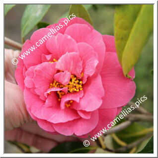 Camellia Japonica 'Le Gâvre'