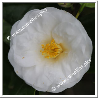 Camellia Japonica 'Le Lys'