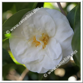 Camellia Japonica 'Le Lys'