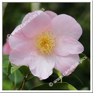 Camellia Hybrid C.x williamsii 'Fañch Le Moal '