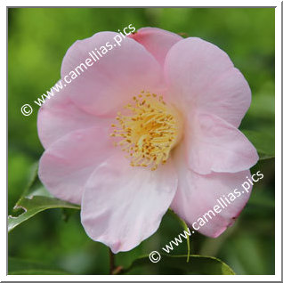 Camellia Hybrid C.x williamsii 'Fañch Le Moal '