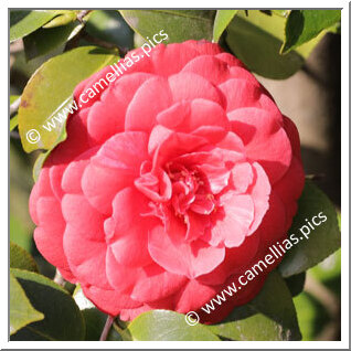 Camellia Japonica 'Leeana Superba'