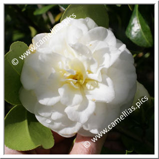 Camellia Japonica 'Lemon Drop'