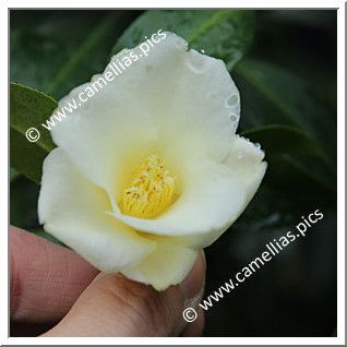Camellia Hybrid 'Lemon Twist'