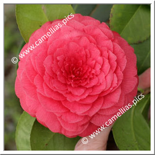 Camellia Japonica 'Léon Leguay'