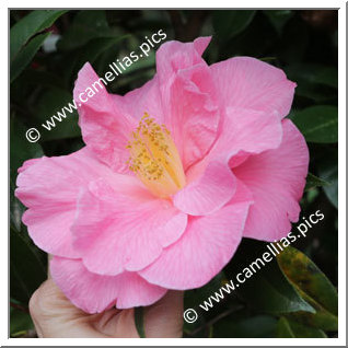 Camellia Hybride C.reticulata 'Leonard Messel'