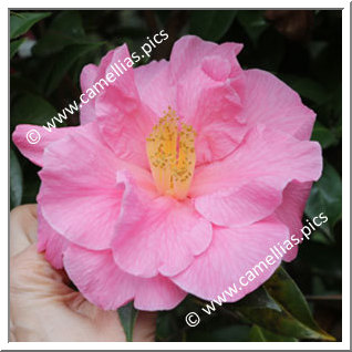 Camellia Hybrid C.reticulata  'Leonard Messel'