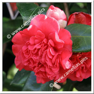 Camellia Japonica 'Léonard de Vinci'