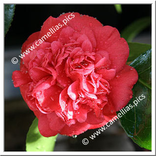 Camellia Japonica 'Léonard de Vinci'