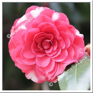 Camellia Japonica 'Lercari'