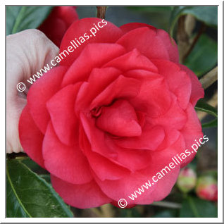 Camellia Hybride C.x williamsii 'Les Jury'