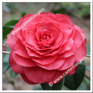 Camellia Hybride C.x williamsii 'Les Jury'