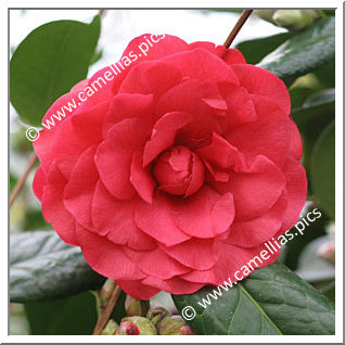 Camellia Hybride C.x williamsii 'Les Jury'