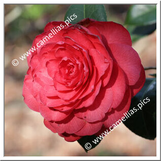 Camellia Hybride C.x williamsii 'Les Jury'