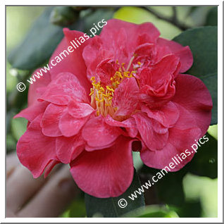 Camellia Japonica 'Letitia Schrader'