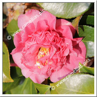 Camellia Japonica 'Leviathan'