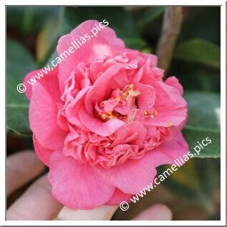 Camellia Japonica 'Leviathan'