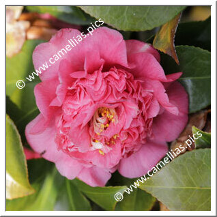 Camellia Japonica 'Leviathan'