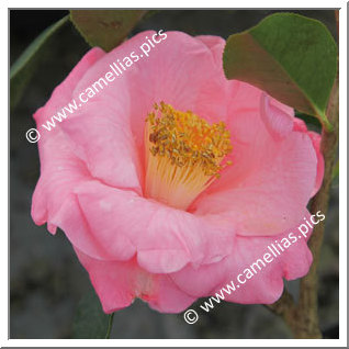 Camellia Hybrid C.reticulata  'Lila Naff'