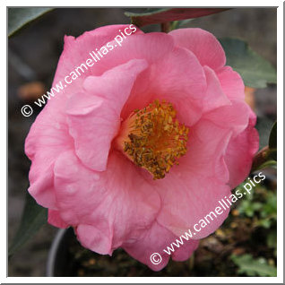 Camellia Hybrid C.reticulata  'Lila Naff'