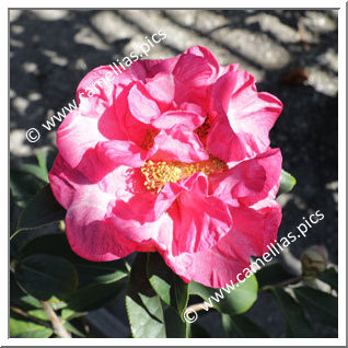 Camellia Reticulata 'Lilette Witman'