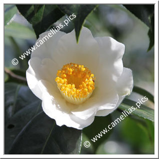 Camellia Hybride C.x williamsii 'Lilian Moffat'