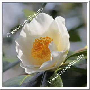 Camellia Hybride C.x williamsii 'Lilian Moffat'
