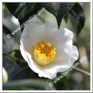 Camellia Hybrid C.x williamsii 'Lilian Moffat'