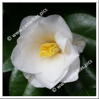 Camellia Japonica 'Lillian Ricketts'