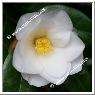 Camellia Japonica 'Lillian Ricketts'