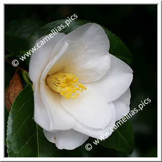 Camellia Japonica 'Lillian Ricketts'