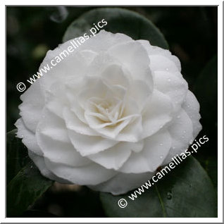 Camellia Japonica 'Linda Rosazza'