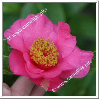 Camellia Japonica 'Linéostic'