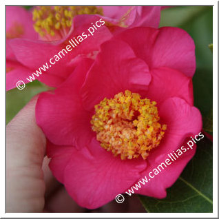 Camellia Japonica 'Linéostic'