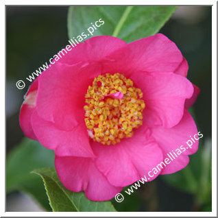 Camellia Japonica 'Linéostic'