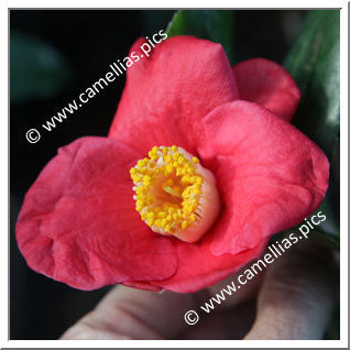 Camellia Japonica 'Linné'